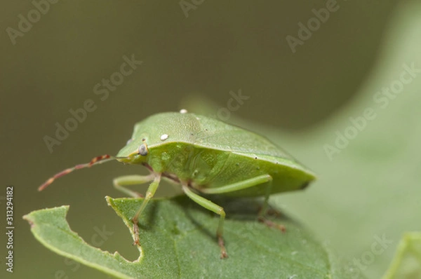 Fototapeta Nezara viridula southern green stink bug green hemiptera mimetizes in the grass and if you bother it releases a smelly gas on it parasitic diptero eggs