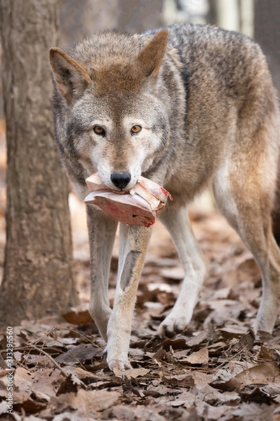 Fototapeta Red Wolf with Meat