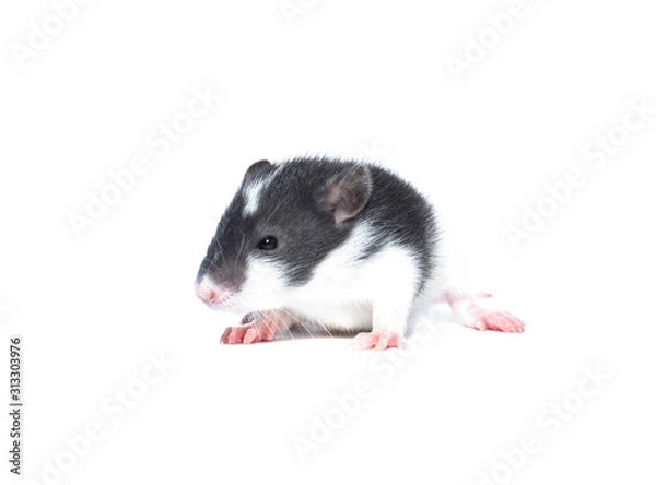 Obraz rat on white background