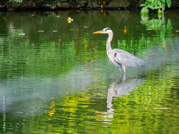 Obraz Morning view of a Grey heron standing in a pond
