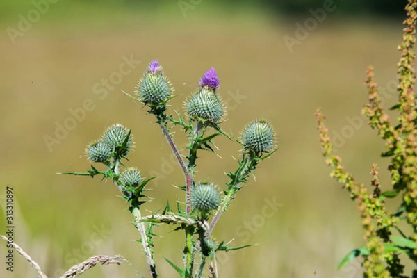 Obraz Thistles