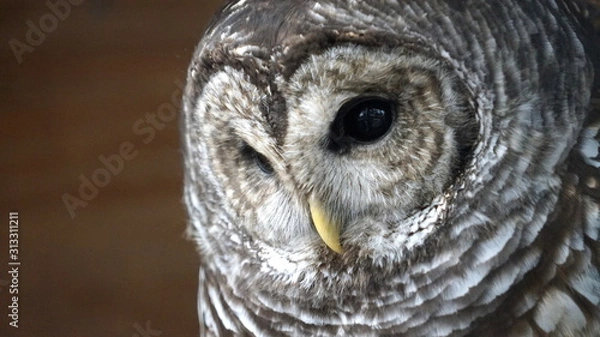 Obraz Gray and white barred owl face