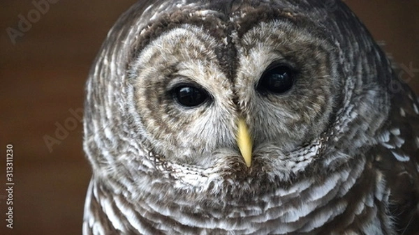 Obraz Gray and white barred owl face