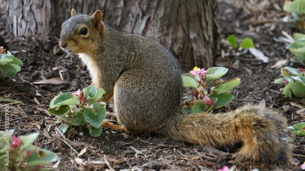 Obraz Cute gray squirrel closeup in forest