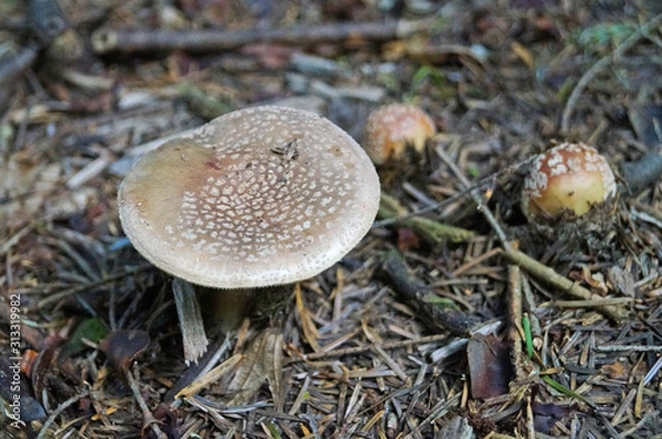Fototapeta Amanita rubescens mushroom with a brown hat with white dots and a white leg in the forest in yellow leaves and green grass on an autumn day