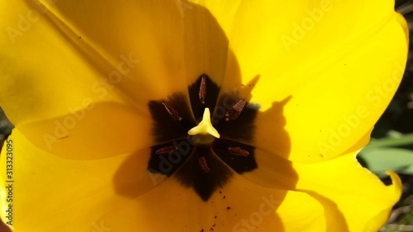 Obraz Yellow tulip in full bloom