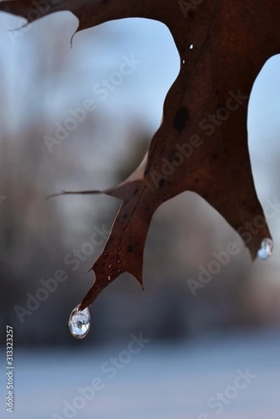 Obraz leaf on ice