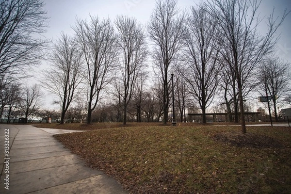 Obraz trees in the winter