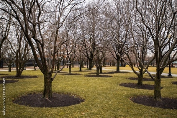 Obraz tree in the park