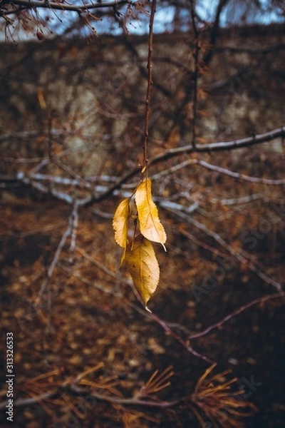 Obraz autumn leaves on a tree 