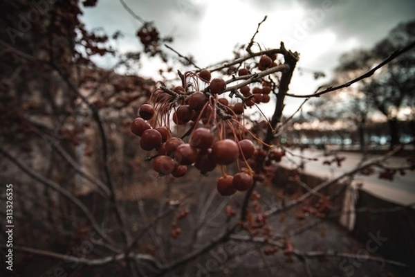 Obraz branch of a tree