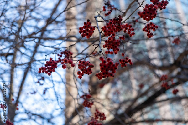 Obraz red flowers in the winter 