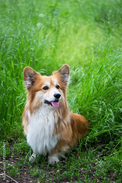 Fototapeta corgi fluffy portrait