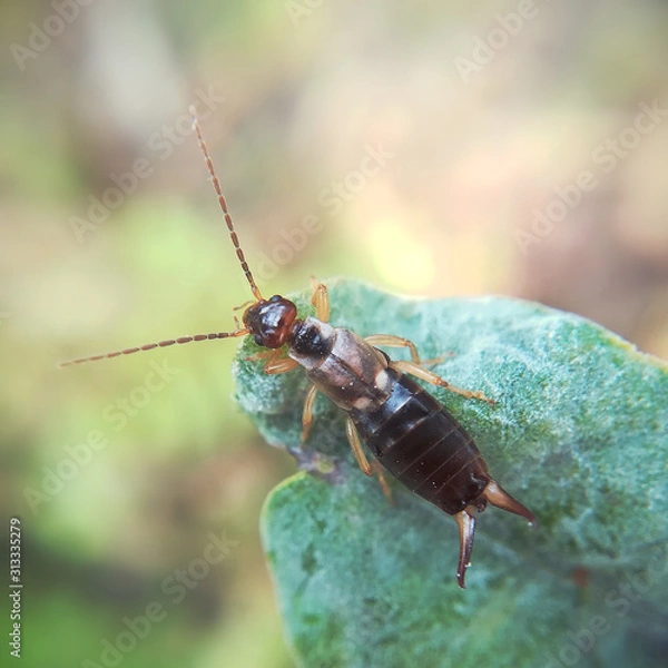 Obraz Common earwig, Forficula auricularia
