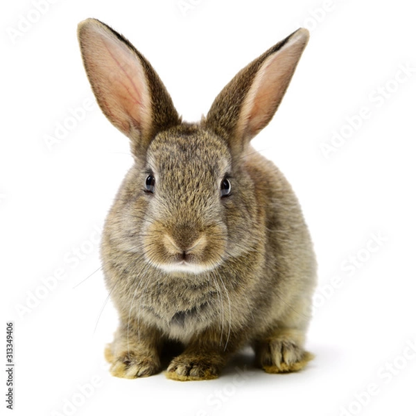 Fototapeta rabbit on a white background 