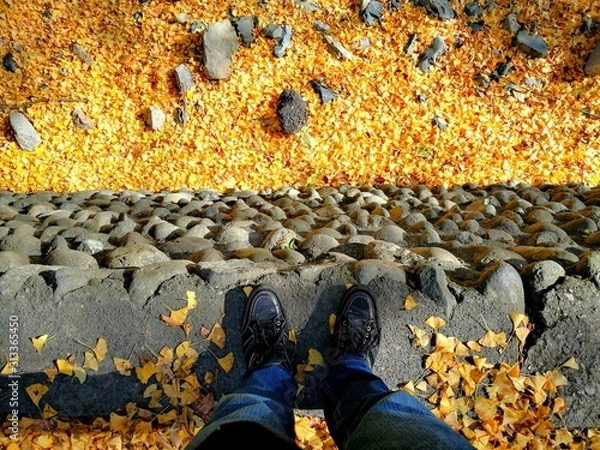 Fototapeta イチョウ