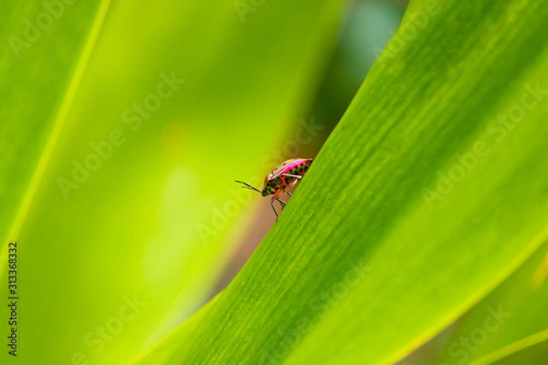 Fototapeta A ladybug on a leaf.