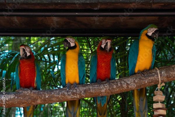 Obraz Group of Macaws