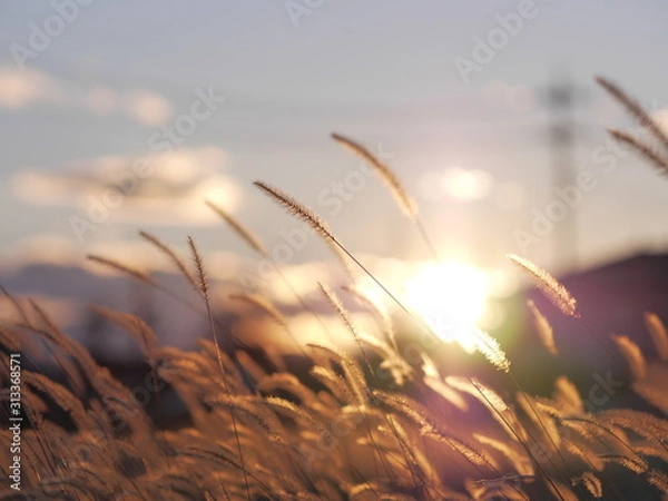 Fototapeta 猫じゃらし