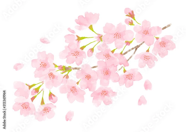 Fototapeta 桜の花　春のイメージ水彩画