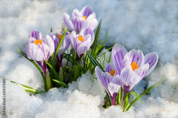Obraz Flowers purple crocus
