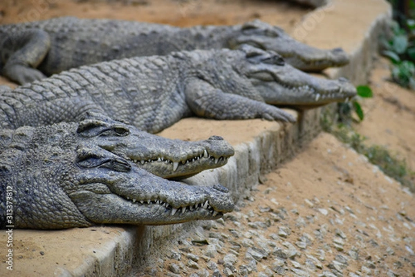Obraz siamese crocodile resting