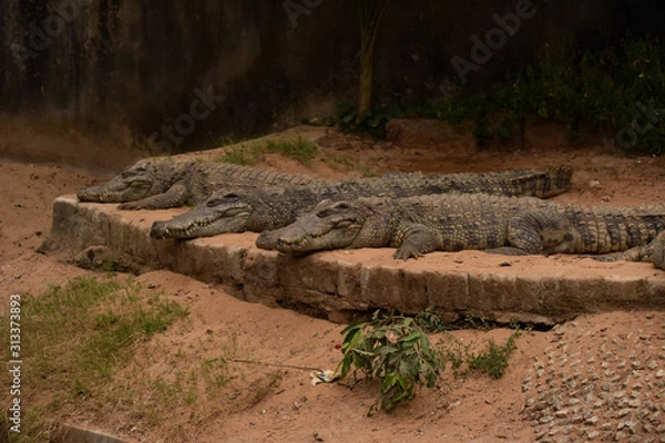 Obraz crocodile in group resting