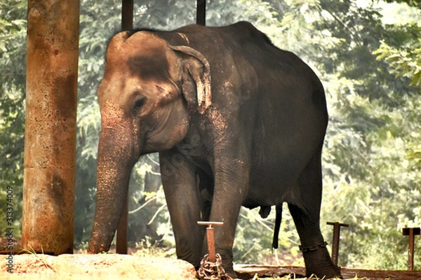 Obraz elephant in zoo