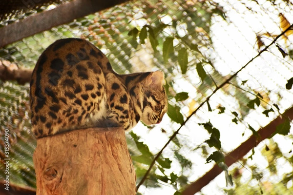 Obraz leopard cat on a wood log