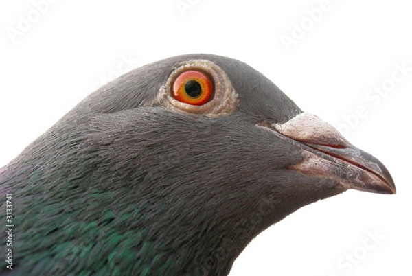 Obraz colombo viaggiatore