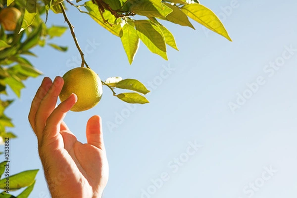 Obraz Man picking lemons