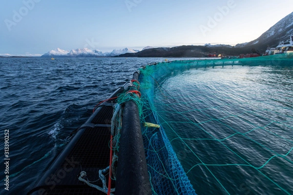 Fototapeta Lachszucht in Norwegen im Netzgehege, kontrollierte Aufzucht im Meerwasser  Fjord