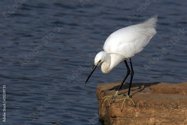 Obraz Little Egret