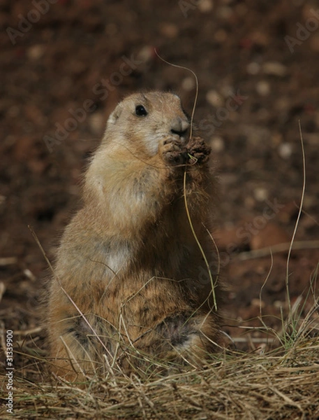 Obraz Prairie dog