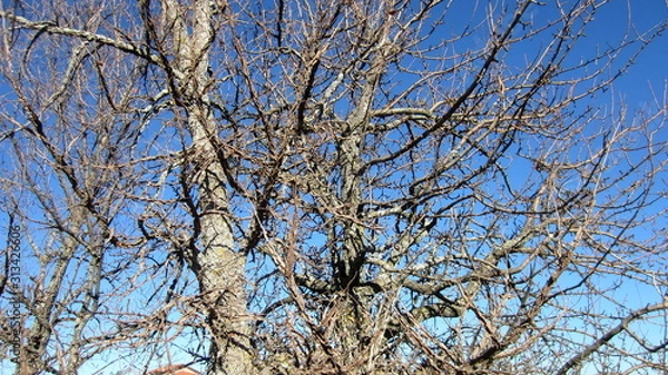Fototapeta Spring. Leafless tree branches in the cloudless blue sky