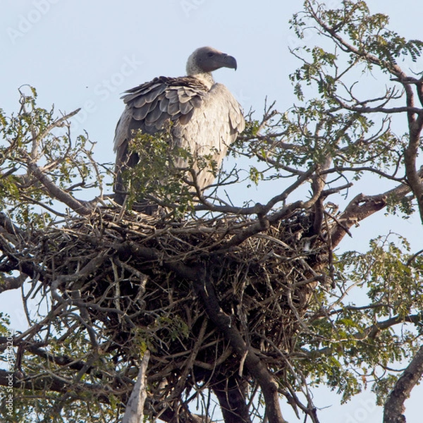 Fototapeta White-headed Vulture (Trigonoceps occipitalis) standing on a nest in a tree, Maasai Mara, Kenya.