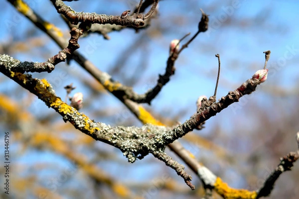 Obraz Old cherry branches with lichen and new buds ready to bloom - spring in the Czech Republic