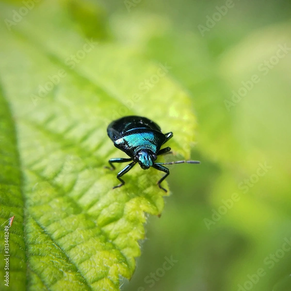 Obraz Blue shieldbug, Zicrona caerulea