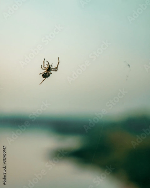 Obraz Spider on cobweb