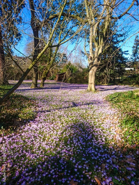 Obraz Flower Fields in Nature Outside with Sun