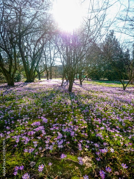 Obraz Flower Fields in Nature Outside with Sun