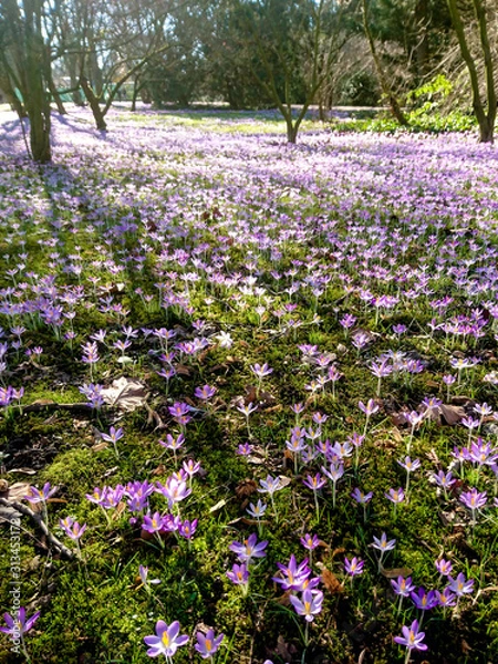 Obraz Flower Fields in Nature Outside with Sun
