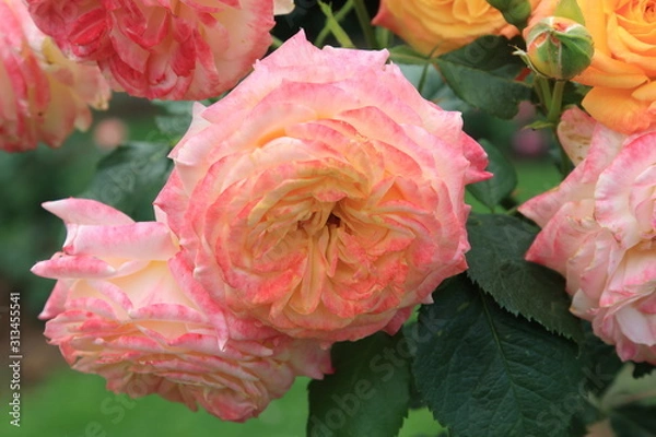 Obraz Lovely multicolor roses on a blurry background