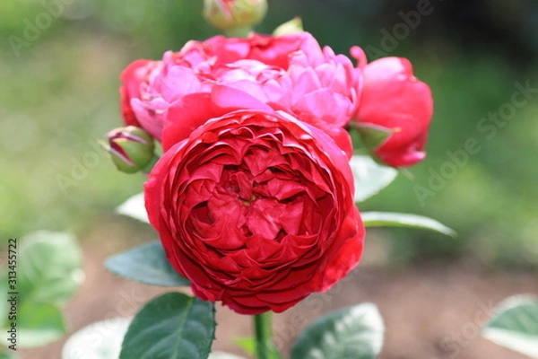 Obraz Charming red rose on a blurry multicolor background