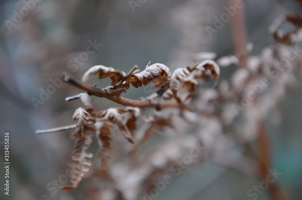 Fototapeta Background of leaves