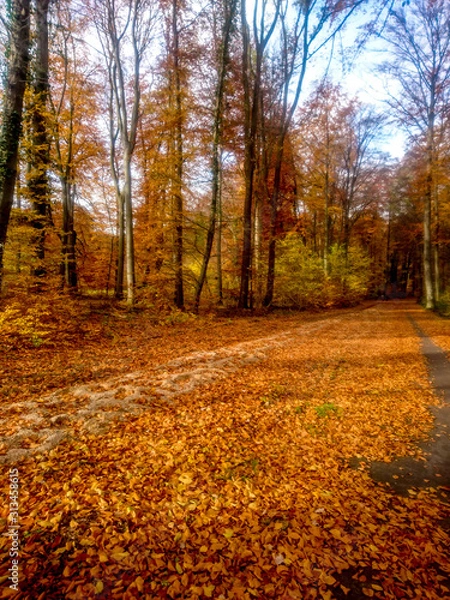 Obraz Beautiful Autumn and Fall Colors of Trees in Forest 