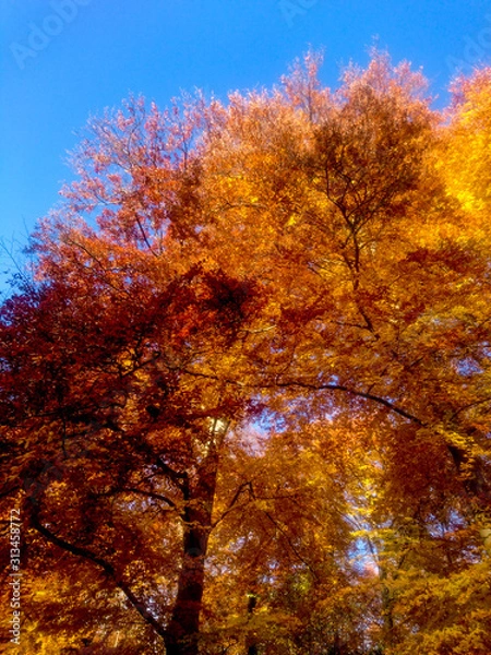 Obraz Beautiful Autumn and Fall Colors of Trees in Forest 