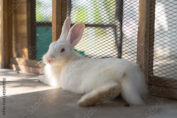 Obraz White Rabbit laying down in cage
