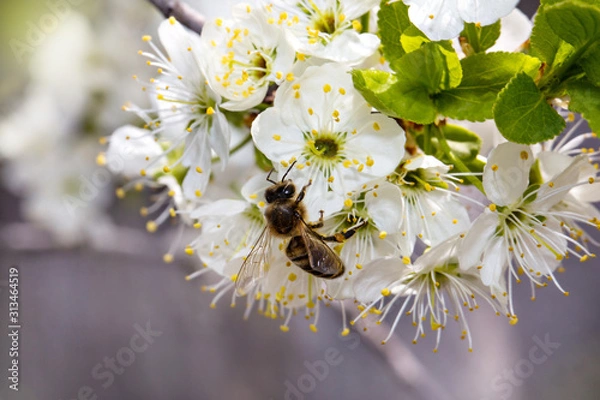 Obraz Bee on white flower collecting pollen. Macro.
