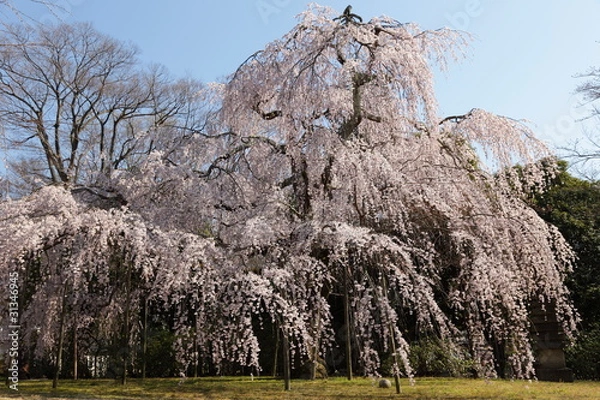 Fototapeta 一本桜